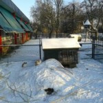 Dieren in de sneeuw